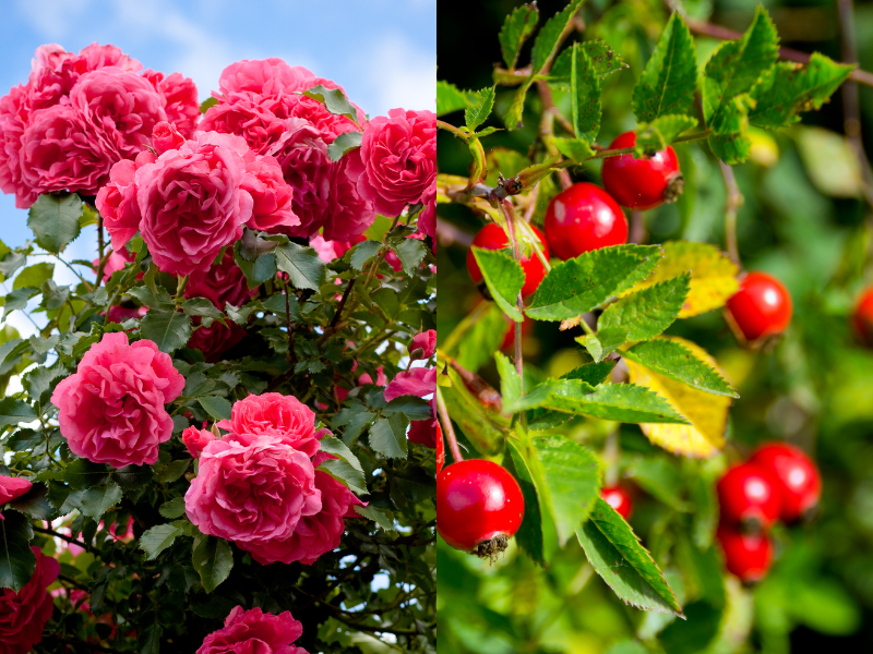 Rose tea benefits vs. Rosehip tea benefits