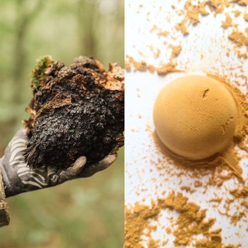 Chaga Mushrooms: Nature's Powerhouse