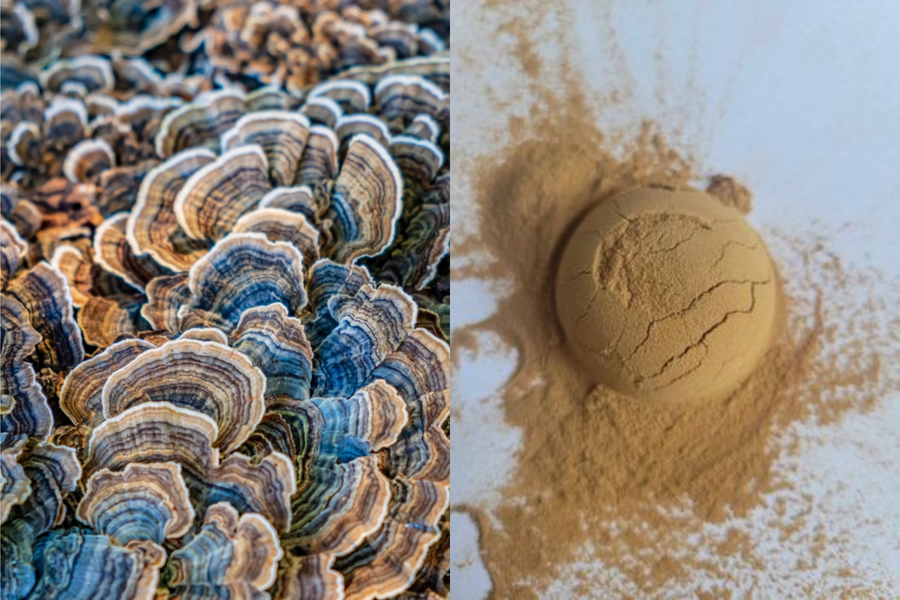 Turkey Tail Mushroom Benefits