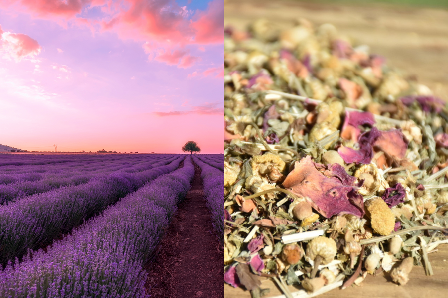 Lavender Tea Benefits: The Beginners Guide