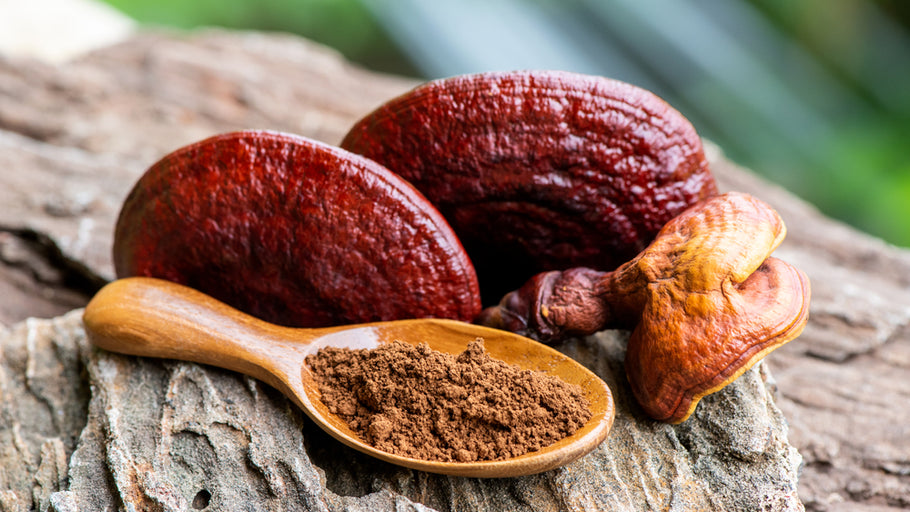 The Remarkable Reishi Mushroom: Beginners Guide